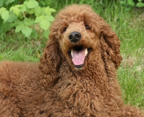 Red standard poodle female