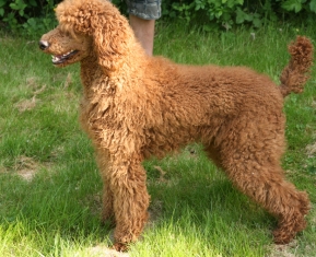 red poodle female
