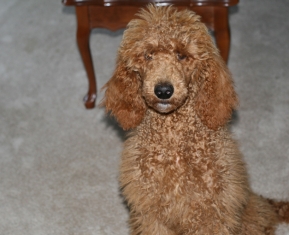Red medium Poodle female