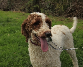 certified therapy dog for sale canada
