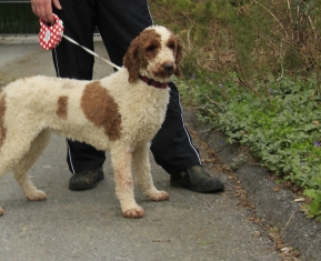 golden doodle for sale british columbia
