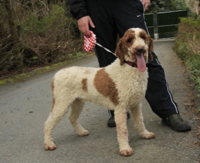 red golden doodle for sale canada