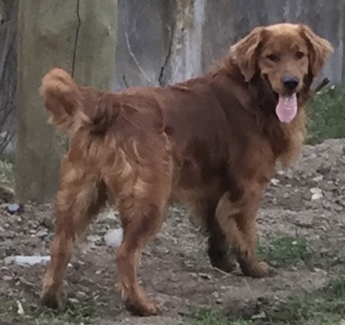 toby